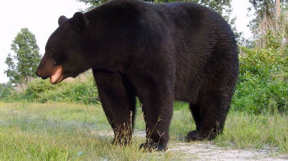 More black bears reported living in eastern North Carolina