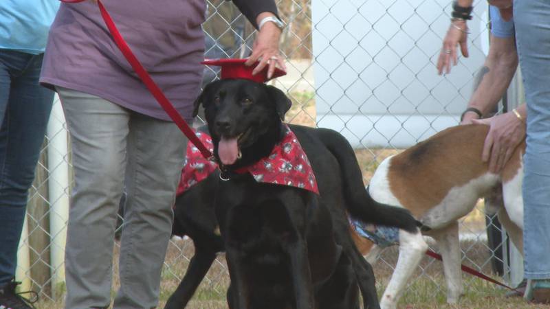Monty's Home, Pawsitive Partners Training Graduation