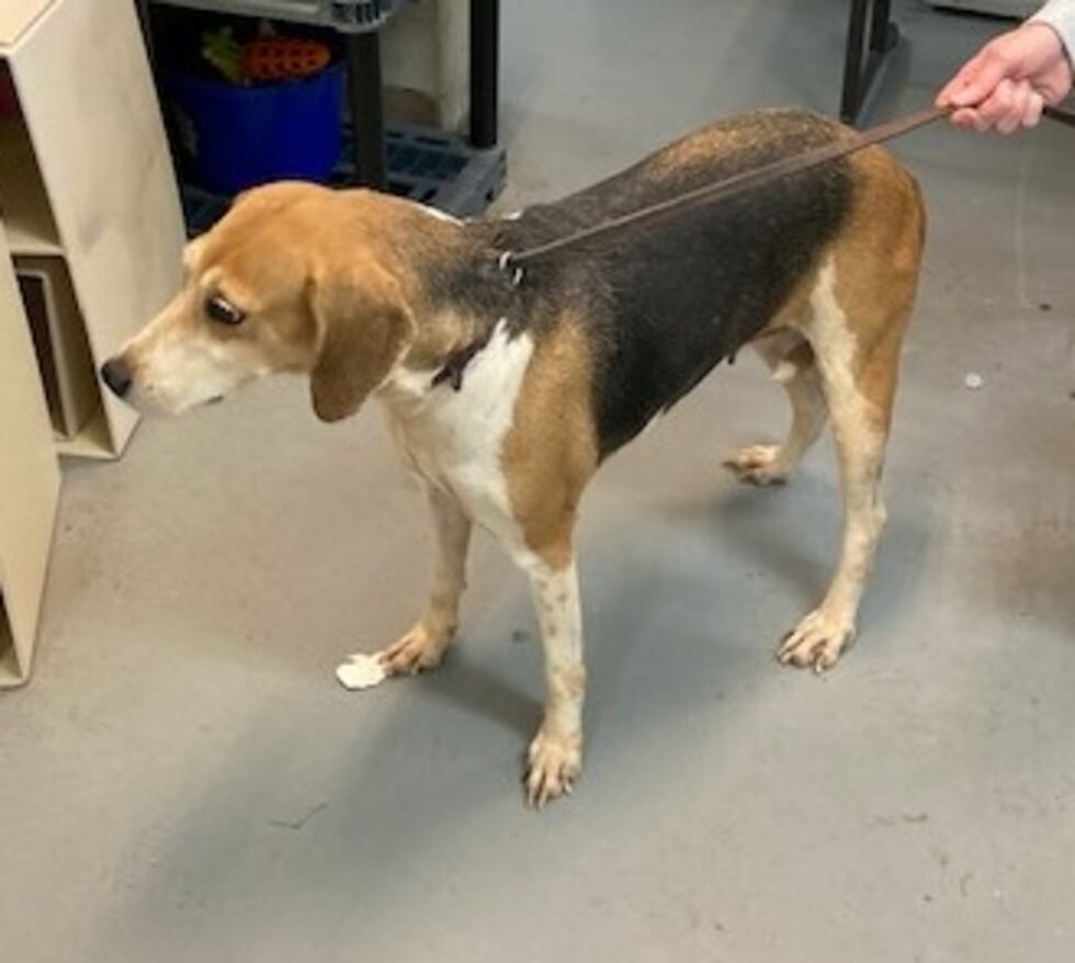 Bahama, an eight-year-old Treeing Walker Coonhound, is available for adoption from Monty’s Home.