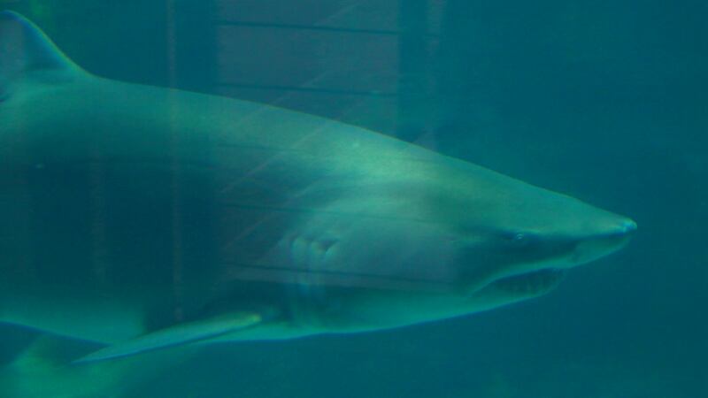 A shark at the North Carolina Aquarium at Fort Fisher