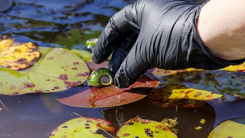 On Thursday, 2,000 Magnificent Ramshorn snails were reintroduced into a pond on NC Wildlife...