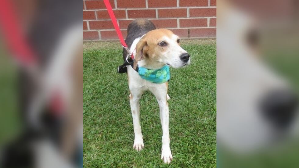 Bahama, an eight-year-old Treeing Walker Coonhound, is available for adoption from Monty’s Home.