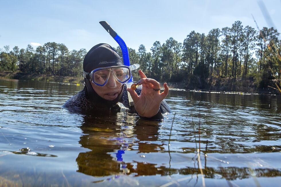 On Thursday, 2,000 Magnificent Ramshorn snails were reintroduced into a pond on NC Wildlife...
