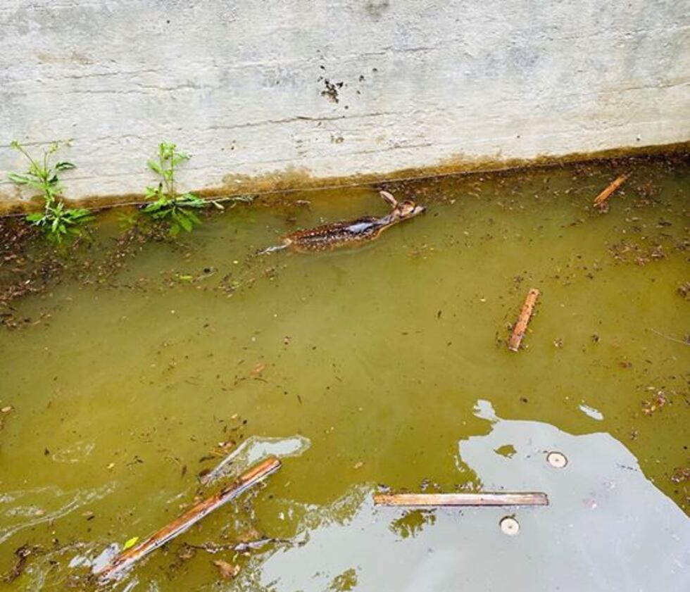 A deer was rescued from a flooded bunker Wednesday.