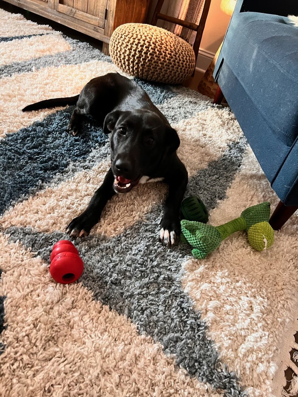 Pollo, an eight-month-old Labrador/Border Collie mix, is available for adoption from Freedom...