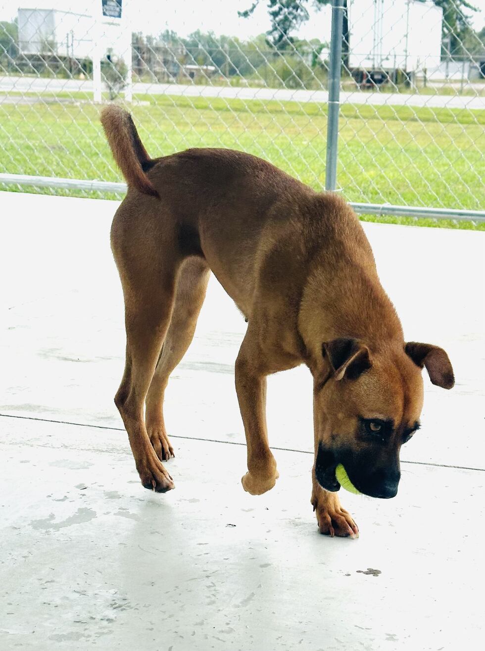 Xena is a very loving dog who enjoys playing ball and likes to show off her jumping abilities...