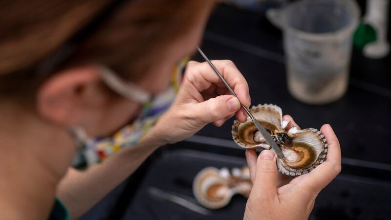 Marine Biology assistant professor Dr. Julia Buck dissects an scallop infected with a...