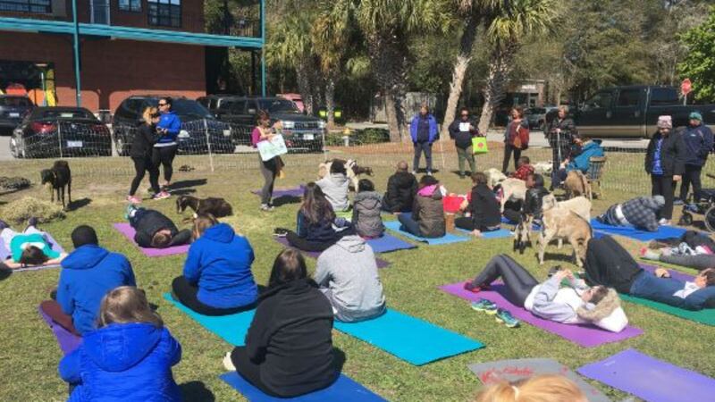Dozens came out for Goat Yoga for People with Disabilities on Friday in Wilmington. (Source:...