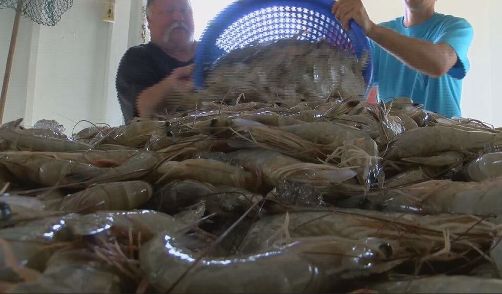 Workers bring in larger size shrimp off boats in Brunswick County, larger shrimp few and far...