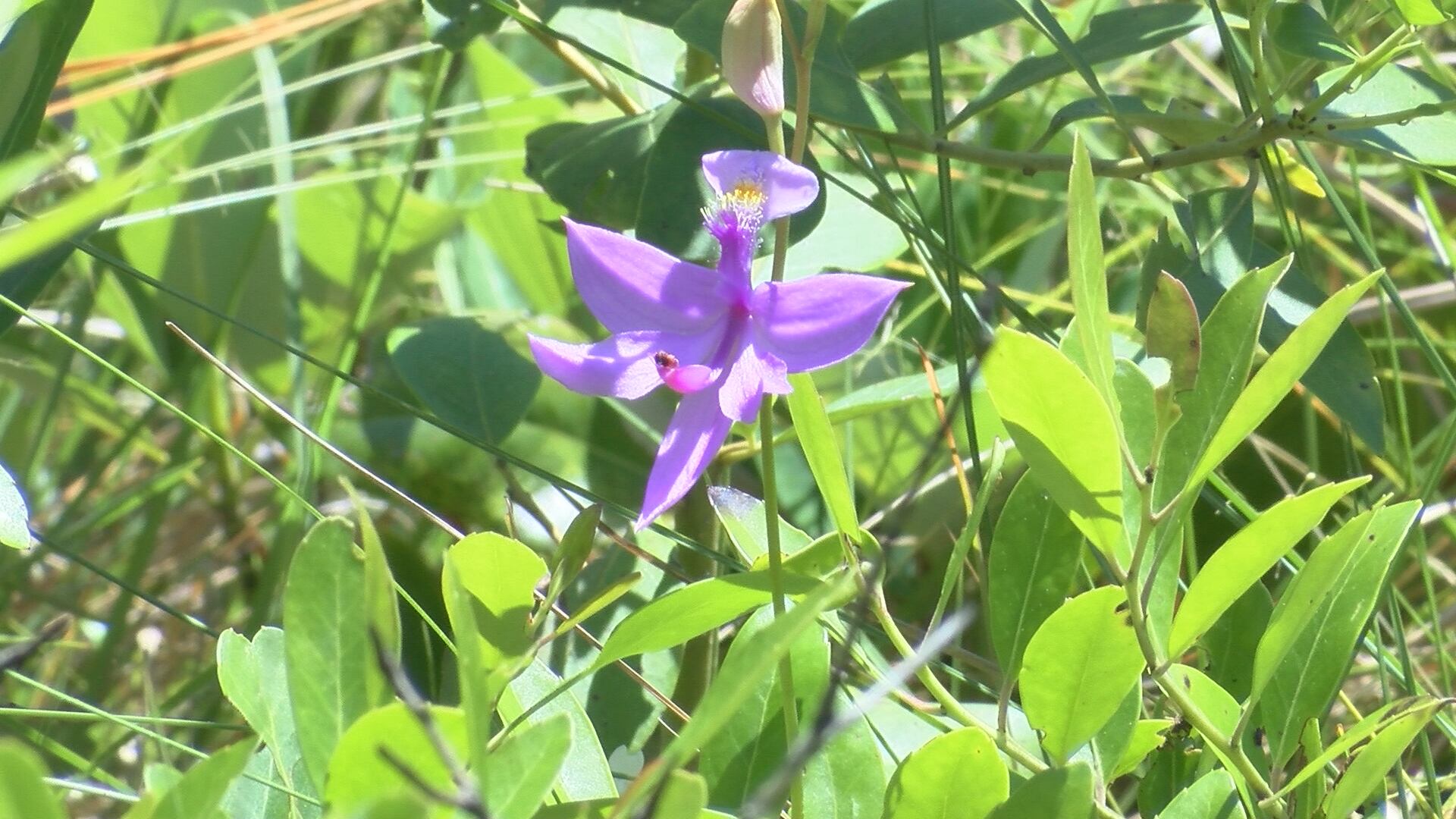 Green Swamp Nature Preserve recovering, thriving one year after Pulp Road wildfire - Vimarsana News