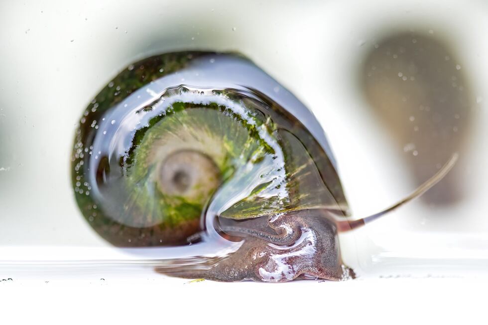 On Thursday, 2,000 Magnificent Ramshorn snails were reintroduced into a pond on NC Wildlife...