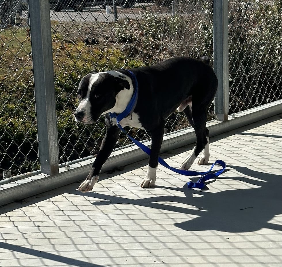 Blade is a very sweet and energetic dog who loves giving hugs and kisses.