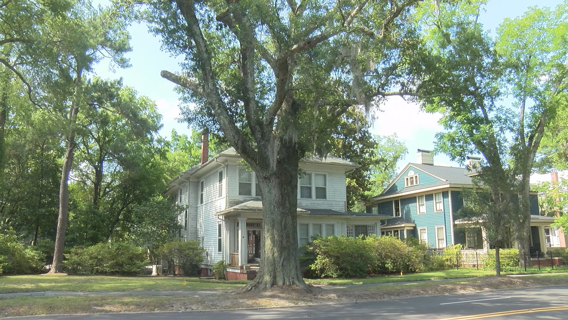 Wilmington's Market Street tree replacement to begin Monday, road closures expected - Vimarsana News