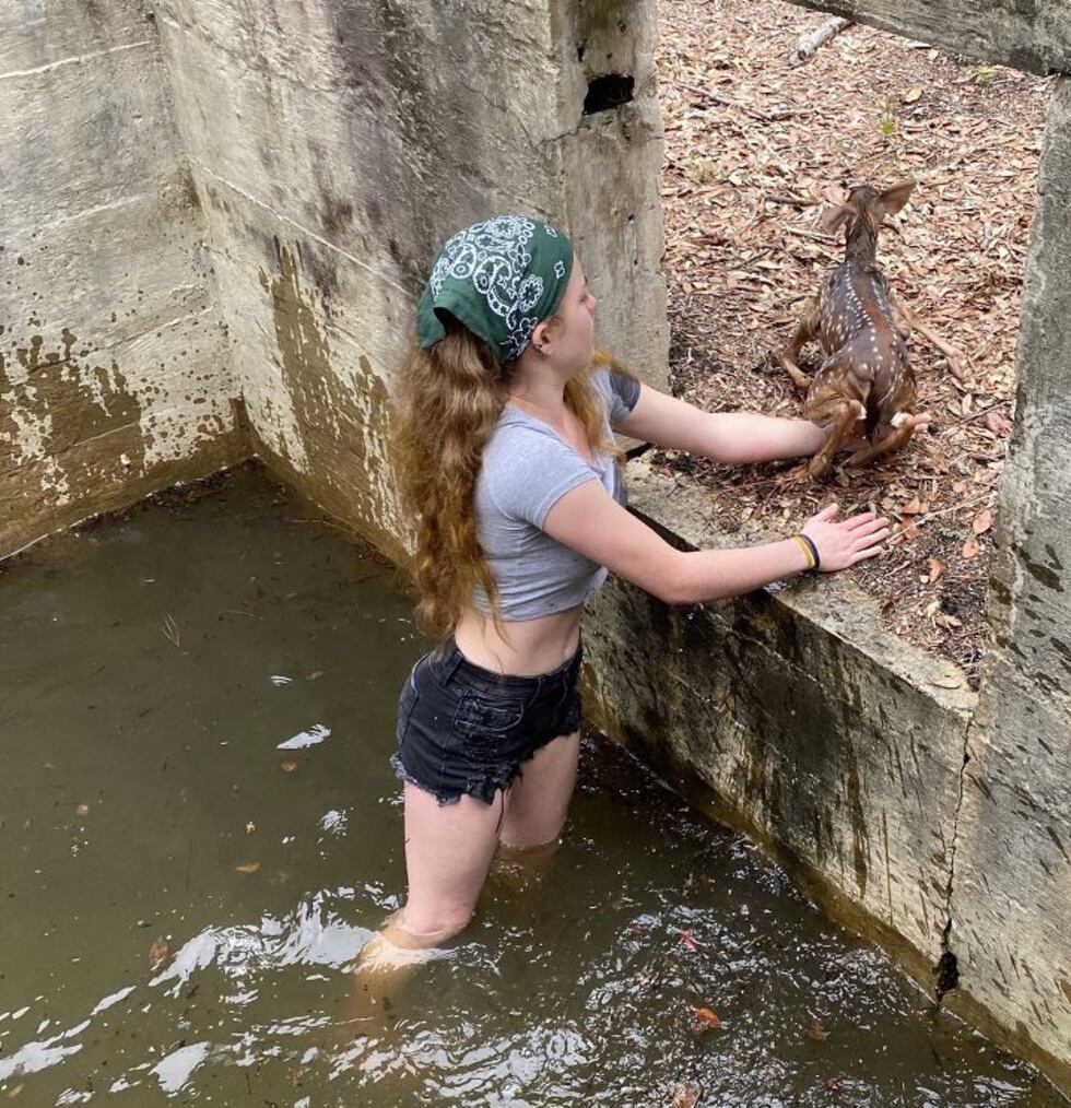 Emma Youngs rescues a deer at the Fort Caswell Rifle Range on Wednesday.