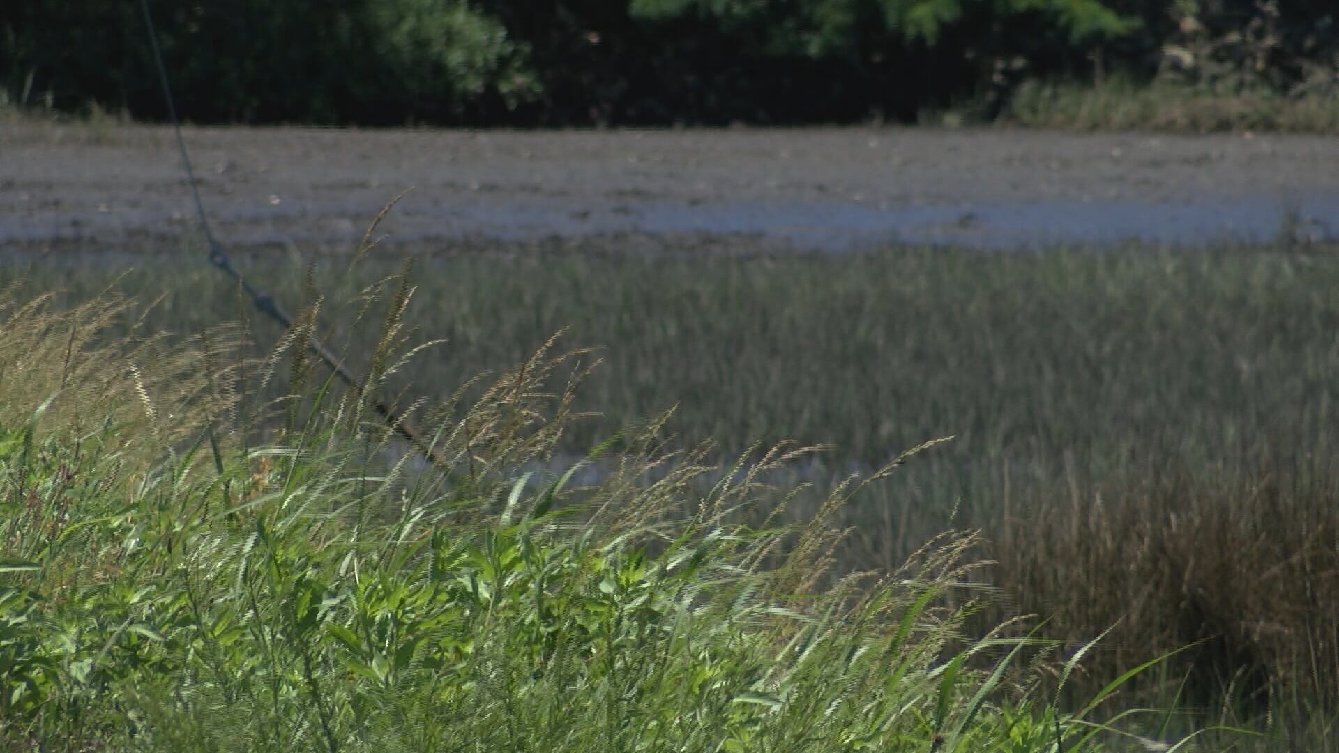 Neighbors speak out about developing on wetlands - Vimarsana News