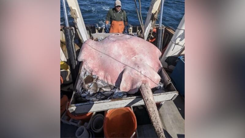 A Connecticut Fish and Wildlife crew caught a 400-pound stingray in the Long Island Sound on...
