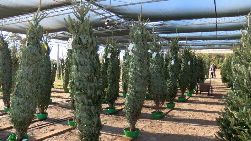 Barr Evergreens Christmas trees.