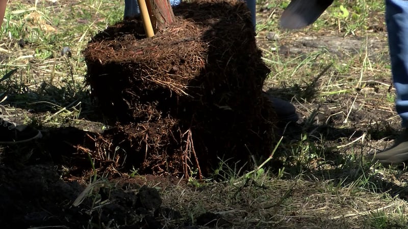 A tree planting in Wilmington