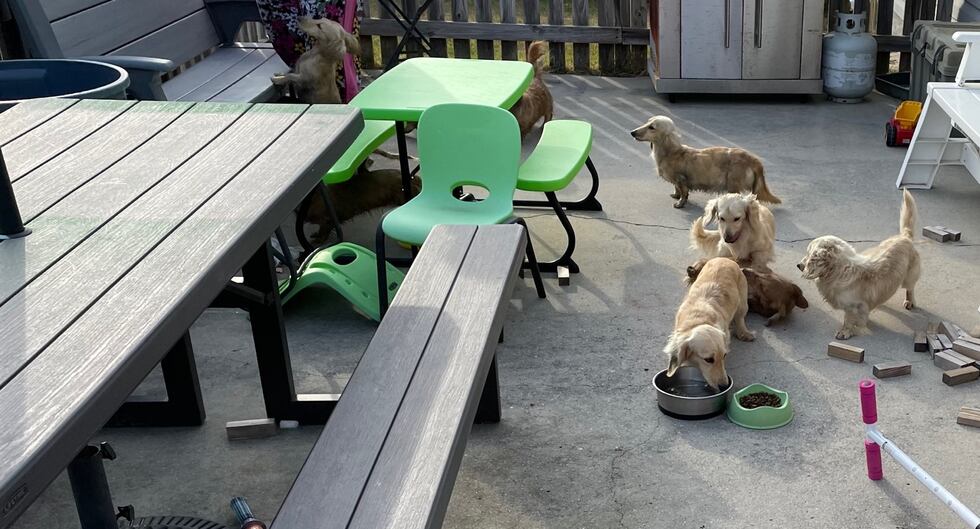 Several dogs were rescued after a fire in New Hanover County