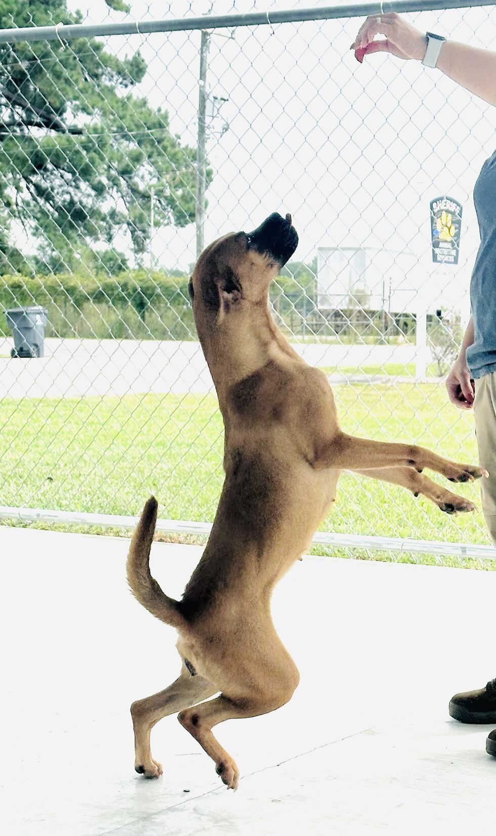 Xena is a very loving dog who enjoys playing ball and likes to show off her jumping abilities...