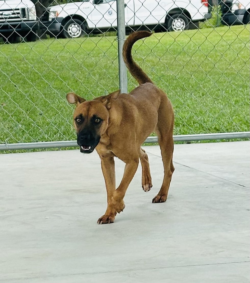 Xena is a very loving dog who enjoys playing ball and likes to show off her jumping abilities...