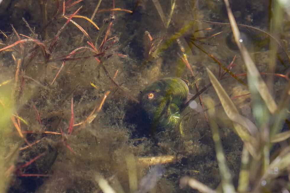 On Thursday, 2,000 Magnificent Ramshorn snails were reintroduced into a pond on NC Wildlife...